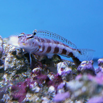 Red Checkered Perch