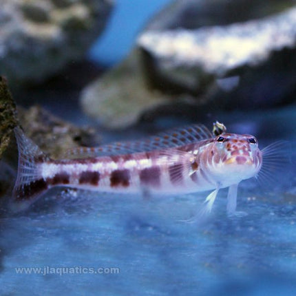 Red Checkered Perch (Asia Pacific)