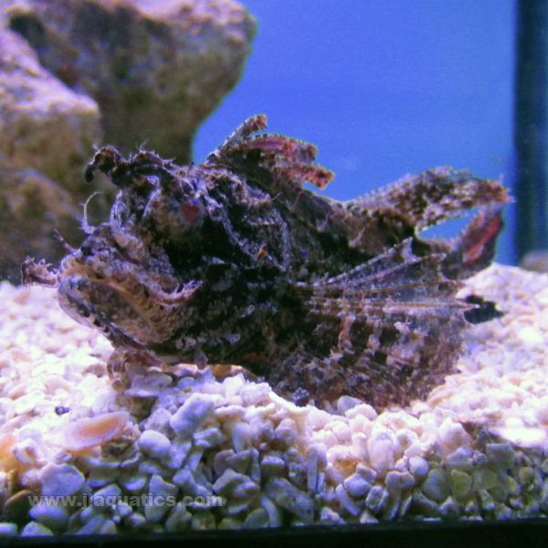 Common Goose Scorpionfish (Asia Pacific)