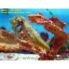 Buy Barbouri Seahorse (Tank Raised) in Canada for as low as 159.95