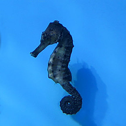 Black Seahorse (Asia Pacific)