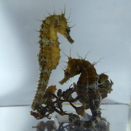 Erectus (Ciri) Seahorse