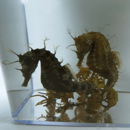 Erectus (Ciri) Seahorse