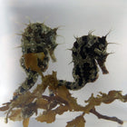 Buy Erectus (Ciri) Seahorse (Tank Raised) in Canada for as low as 102.95