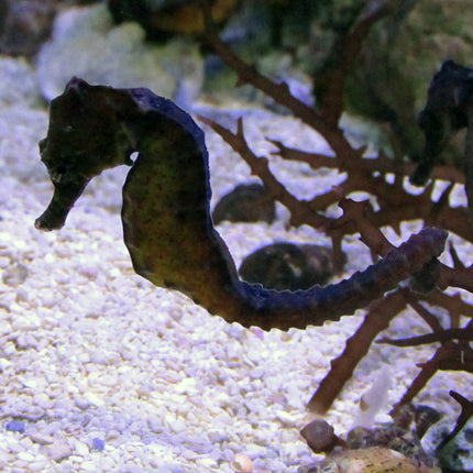 Kelloggi Seahorse (Tank Raised)