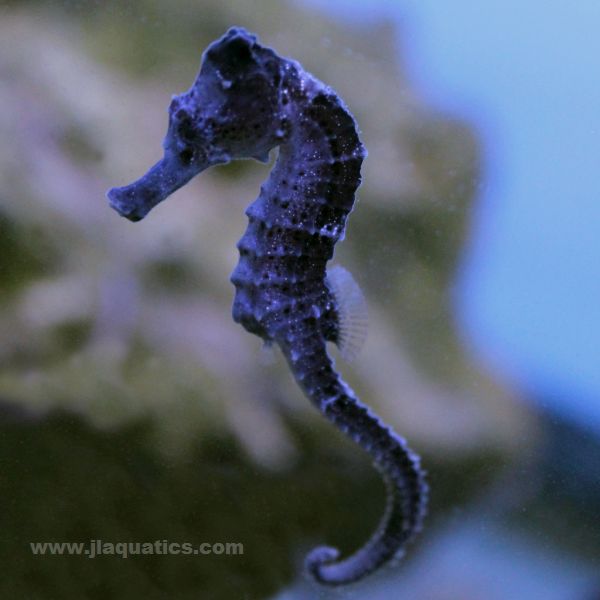 Reidi Seahorse