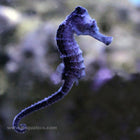 Buy Reidi Seahorse (Tank Raised) in Canada for as low as 139.45