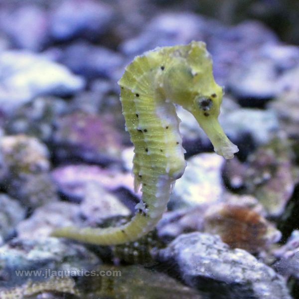 Reidi (Orange/Yellow) Seahorse