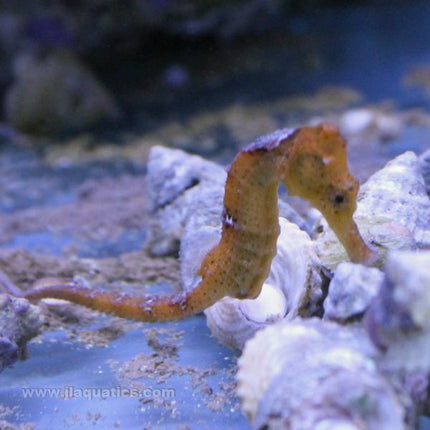 Reidi (Orange/Yellow) Seahorse