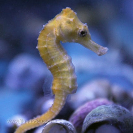 Reidi (Orange/Yellow) Seahorse