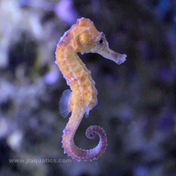 Reidi (Orange/Yellow) Seahorse (Tank Raised)