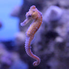 Reidi (Red) Seahorse (Tank Raised)