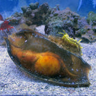 Bamboo Shark Egg (Asia Pacific)