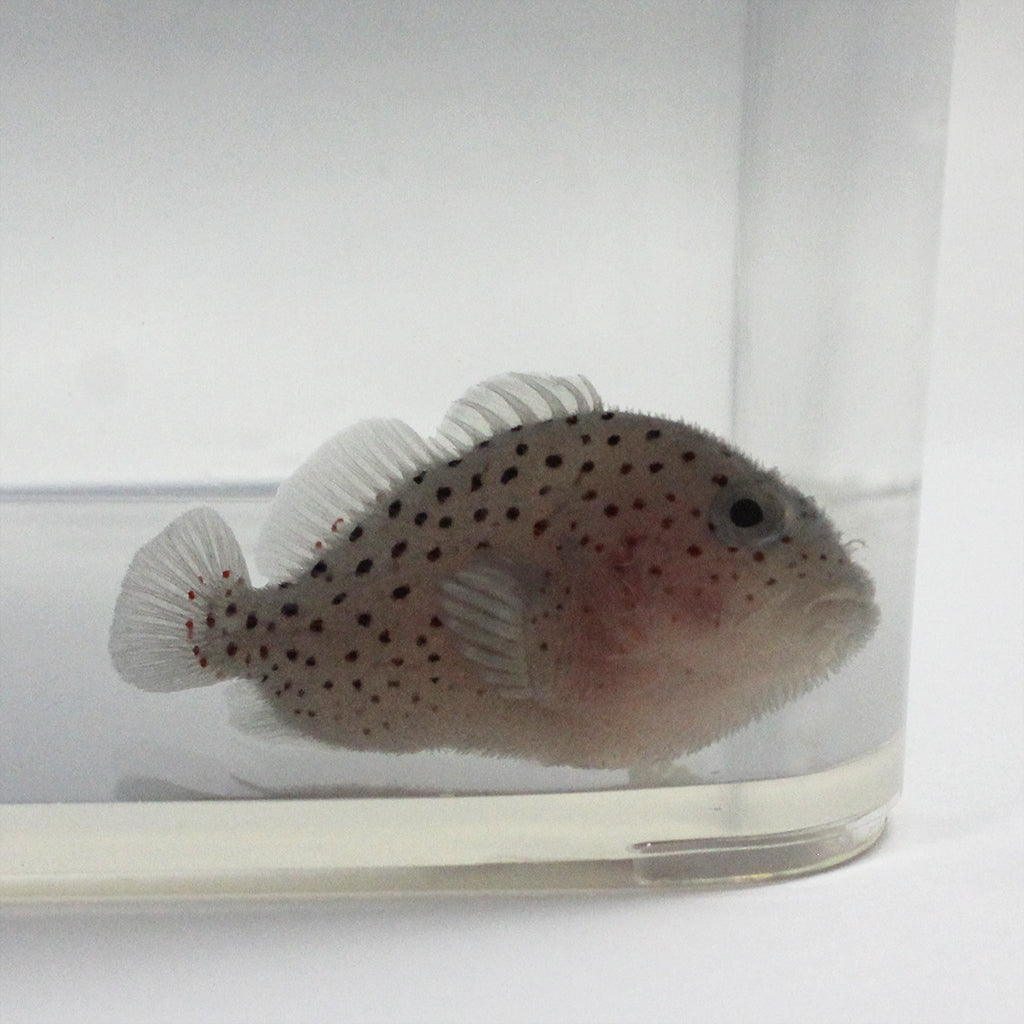 Velvetfish (Indian Ocean)