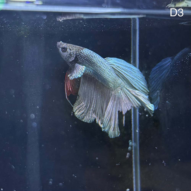 Betta - Halfmoon Copper Solid - D3