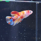 Betta - Plakat Nemo Multicolor - D6