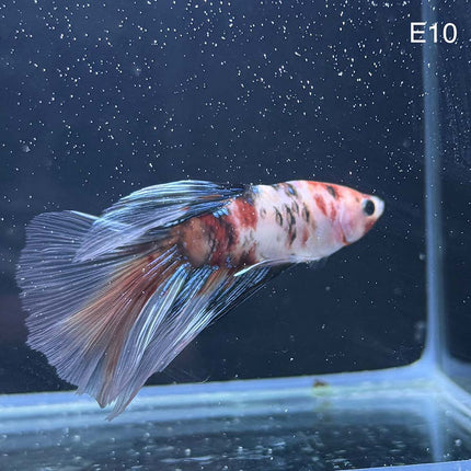 Betta - Halfmoon Candy - E10