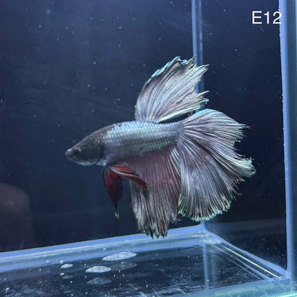 Betta - Halfmoon Copper Solid - E12