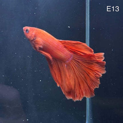 Betta - Halfmoon Super Red - E13