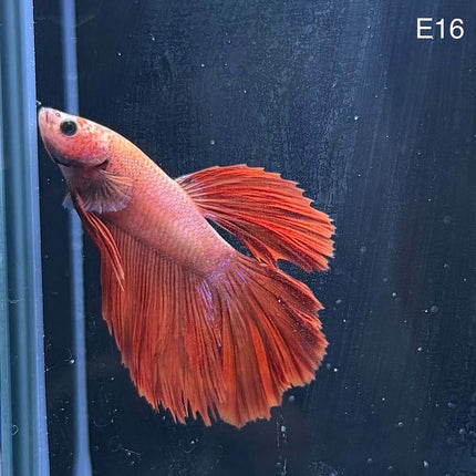 Betta - Halfmoon Super Red - E16