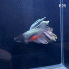 Betta - Halfmoon Copper Solid - E25