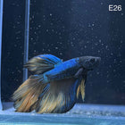 Betta - Halfmoon Mustard - E26