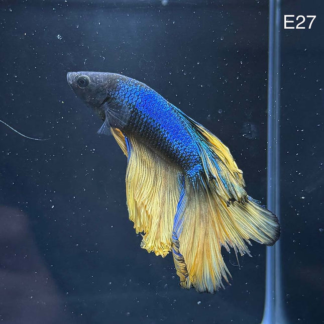 Betta - Halfmoon Mustard - E27