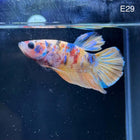 Betta - Plakat Nemo Multicolor - E29