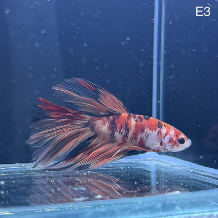 Betta - Halfmoon Red Koi - E3