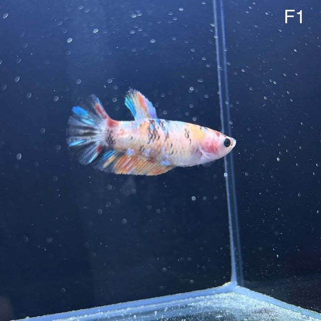 Betta - Halfmoon Plakat Female - F1