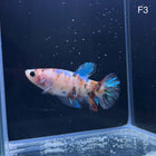 Betta - Halfmoon Plakat Female - F3