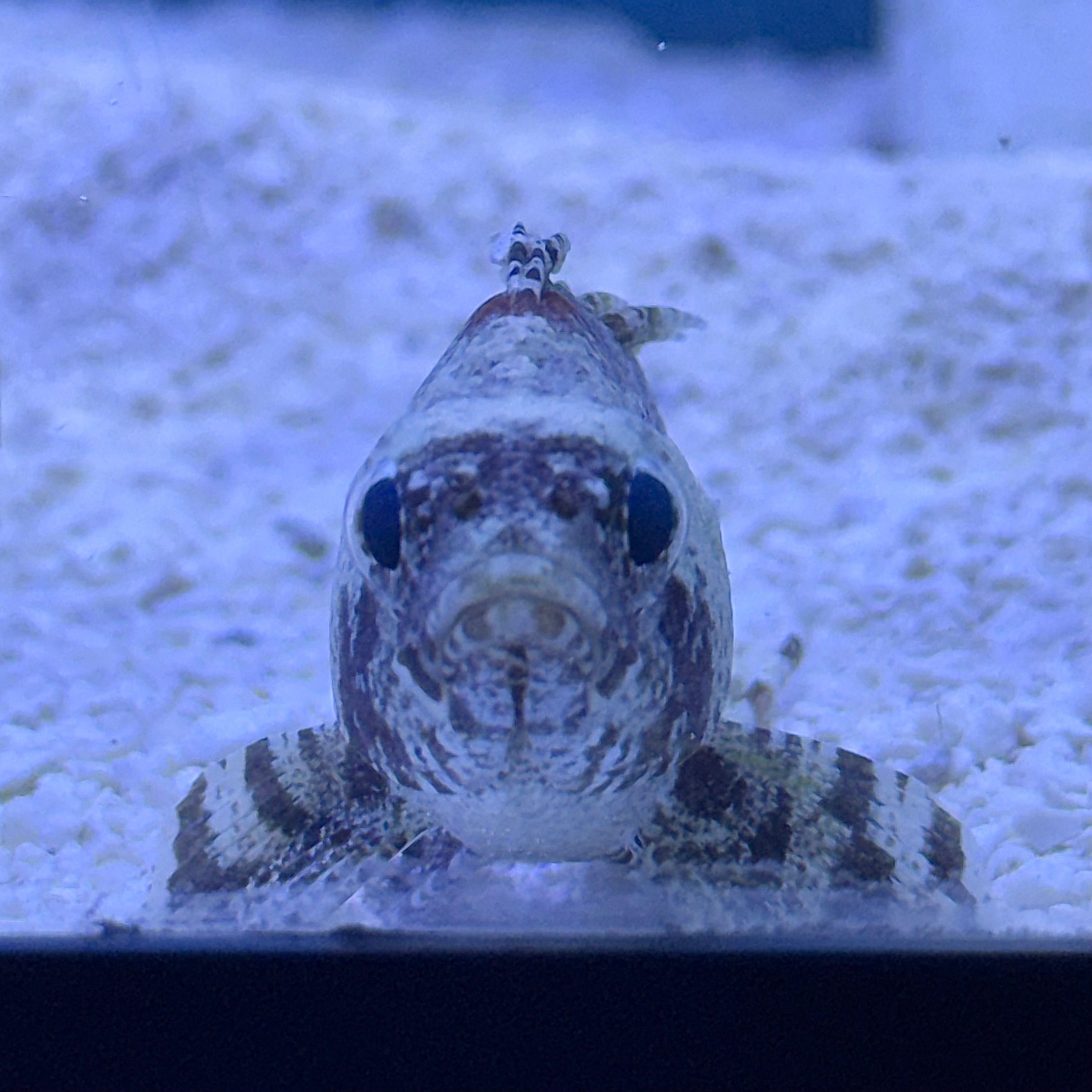 False Scorpion Fish