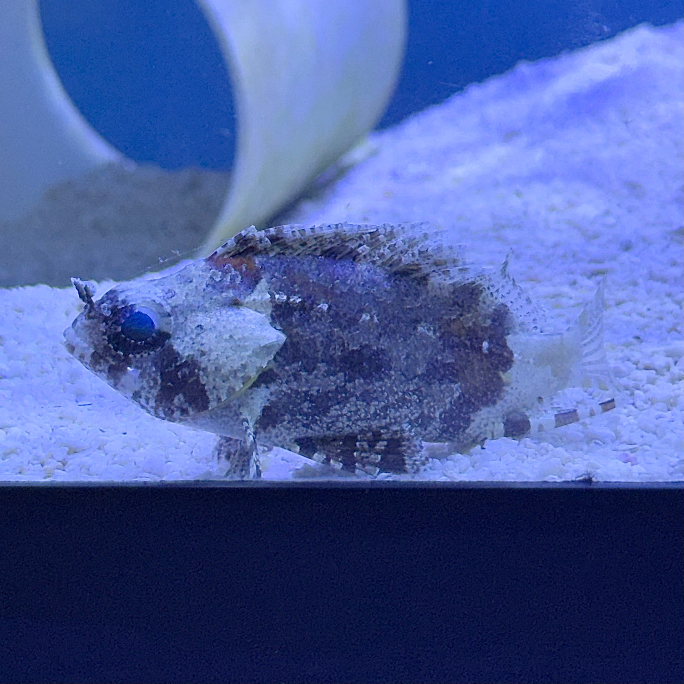 False Scorpion Fish