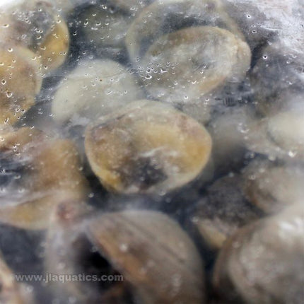 Ocean Nutrition Frozen Clams on the Half Shell (4 oz) closeup of clams in the half shell ready to feed fish.