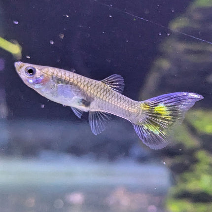 Female Guppy - Assorted