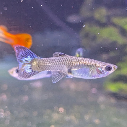 Female Guppy - Assorted