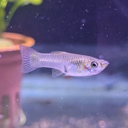 Female Guppy - Assorted