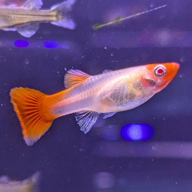 Female Guppy - Assorted