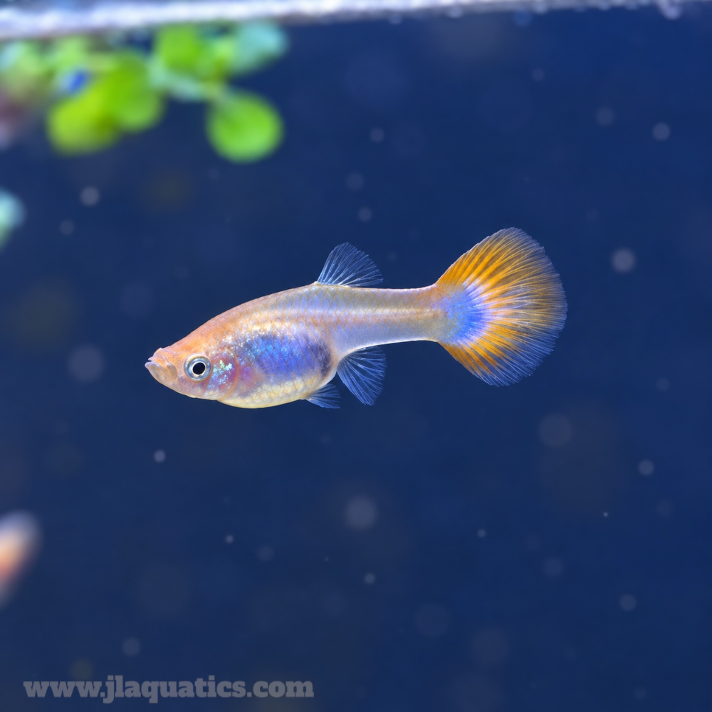Female Guppy - Assorted