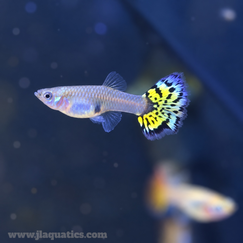 Female Guppy - Assorted