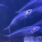 Glass Catfish