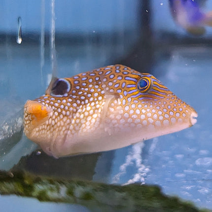 Fingerprint Toby Puffer