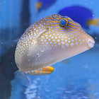 Fingerprint Toby Puffer