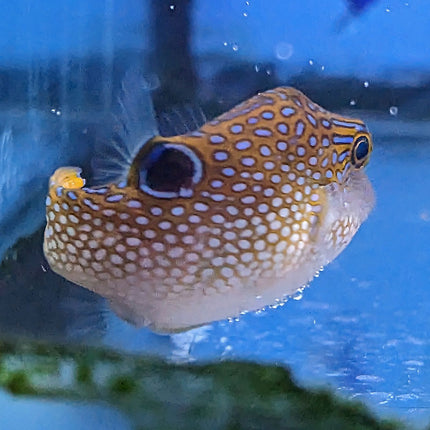 Fingerprint Toby Puffer