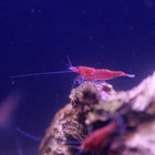 Red Fire Shrimp