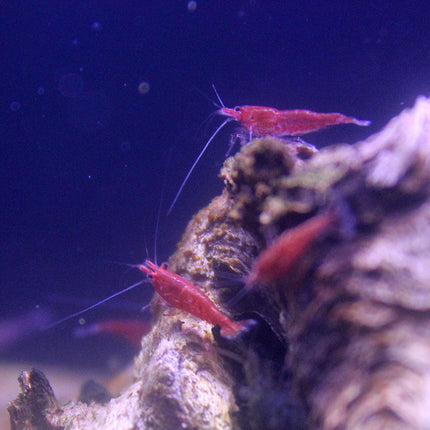 Red Fire Shrimp