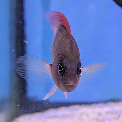 Firetail Dottyback