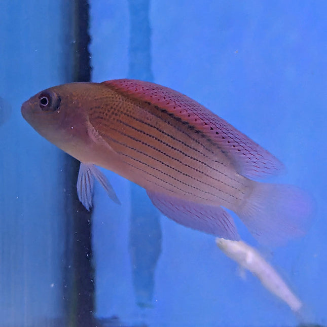 Firetail Dottyback