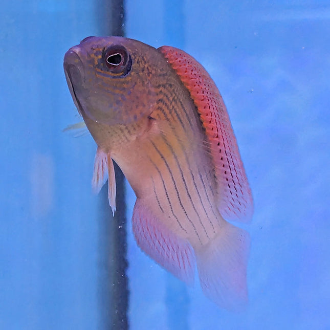 Firetail Dottyback