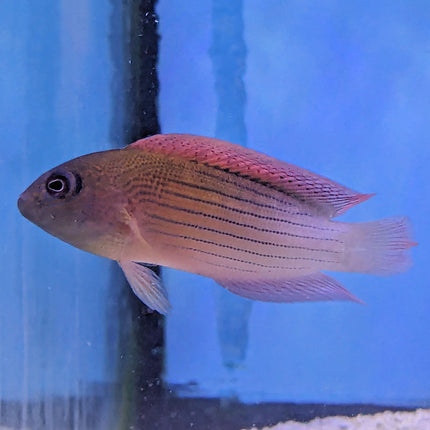 Firetail Dottyback